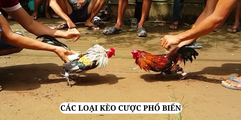 Các loại kèo cược thông dụng trong đá gà Malaysia